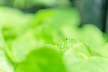 Striped flea beetle injure on cabbage in thailand.