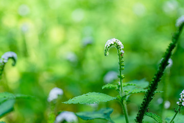 Indian heliotrope (Heliotropium indicum) flowers.