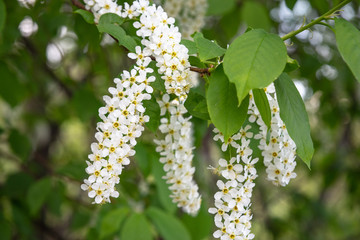 BLossoming Bird Cherry tree or Prunus padus