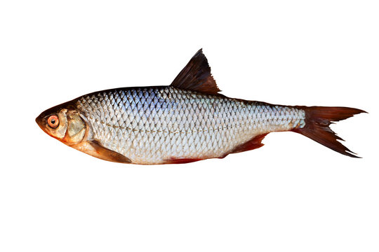 Roach is a schooling or semi-migratory fish from the cyprinid family. Isolated on white background.