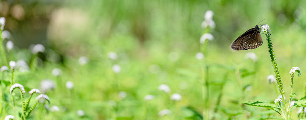Indian heliotrope (Heliotropium indicum) flowers.