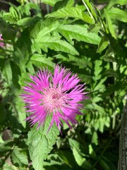 Obraz premium pink and green