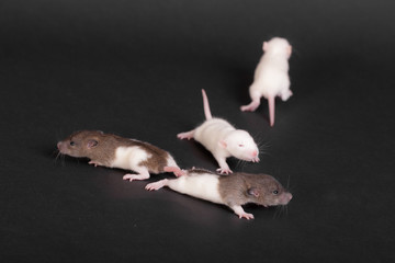 studio portrait of baby rats