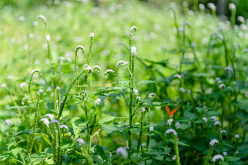 Indian heliotrope (Heliotropium indicum) flowers.