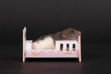 portrait of a baby rat