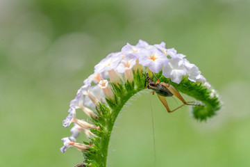Heliotropium indicum flower and insect,close up