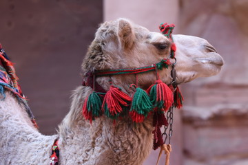 Dromedary camel in the ancient city of Nabe Petra. Tourist attraction and transport for visitors. A...