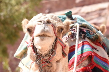 Dromedary camel in the ancient city of Nabe Petra. Tourist attraction and transport for visitors. A...