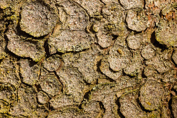 he structure of the bark at the trunk of an old spruce in the forest. 