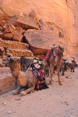 Dromedary camel in the ancient city of Nabe Petra. Tourist attraction and transport for visitors. A ship of the desert, traveling in caravans.