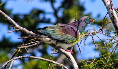NZ Kereru 