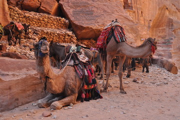 Dromedary camel in the ancient city of Nabe Petra. Tourist attraction and transport for visitors. A...