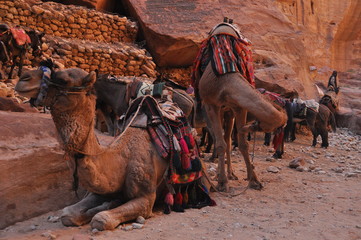 Dromedary camel in the ancient city of Nabe Petra. Tourist attraction and transport for visitors. A...
