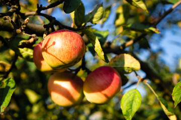 Yellow apples with red sides on the sunny side of the home garden hanging on a branch with leaves in summer afternoon