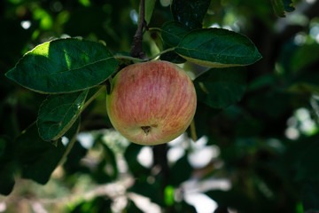Ripe yellow apple with red stripes on a branch in the shade in the garden in the summer afternoon