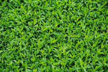 Polygonum aviculare. Knotweed. Highlander bird. Lawn grass with dew on the leaves. Grass is like a carpet. Dew on the grass. Close-up. Macro photo.