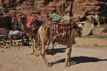 Dromedary camel in the ancient city of Nabe Petra. Tourist attraction and transport for visitors. A ship of the desert, traveling in caravans.