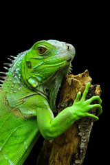 green iguana on a branch with black background