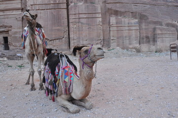 Dromedary camel in the ancient city of Nabe Petra. Tourist attraction and transport for visitors. A...