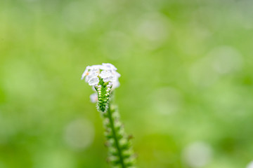 Heliotropium indicum flower and insect,close up