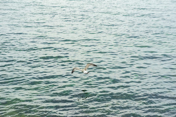 A seagull soaring above the water.