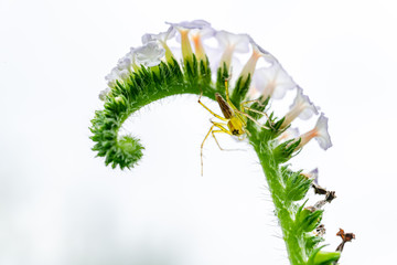 Heliotropium indicum flower and insect,close up