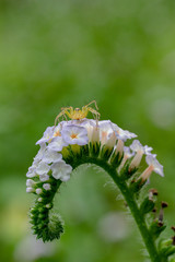 Heliotropium indicum flower and insect,close up