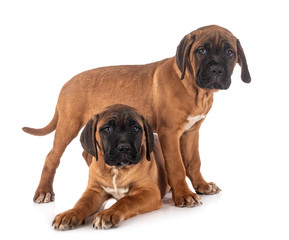 Obraz premium puppies cane corso
