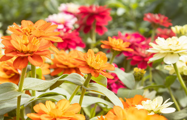 Orange Zinnia Flower in Garden Background