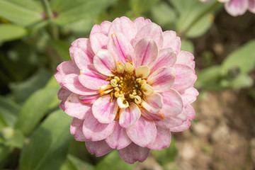 Pink Zinnia Flower in Garden Background on Center Frame