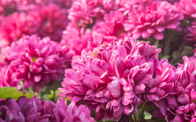 Magenta Chrysanthemum or Mums Flowers in Garden on Right Frame