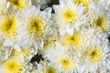 Obraz premium White Chrysanthemum or Mums Flowers in Garden with Natural Light in Zoom View