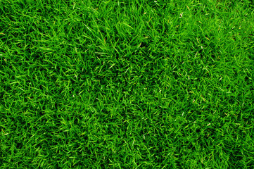 Fototapeta premium top view green grass background