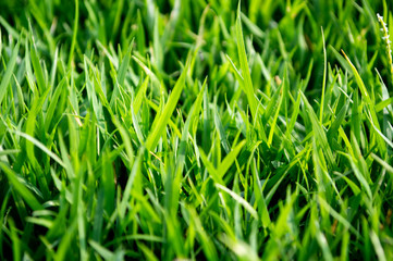 Fototapeta premium close up green grass in field