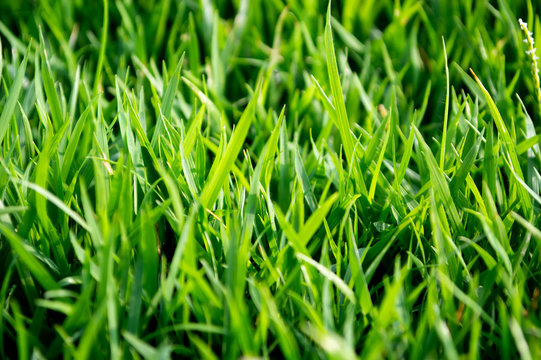 close up green grass in field