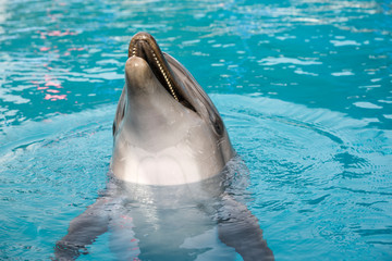 Dolphin in the pool.