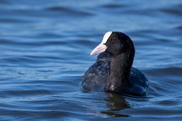 Beautiful black bird with red eyes Eurasian Coot, close up portrait of a coot duck (Fulica atra) bird swimming in blue lake