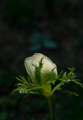 Anemone