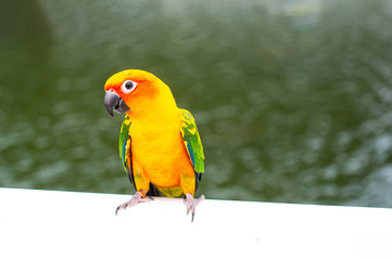 yellow parrot marcore and bokeh of water background