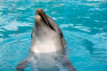 Dolphin in the pool.