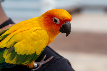 Parrot sitting on the man's shoulder