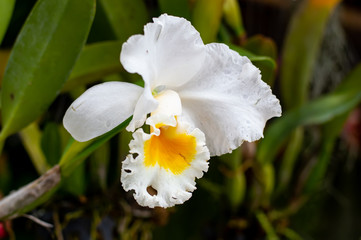 white orcid flower in garden