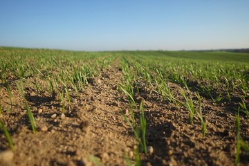 field of corn