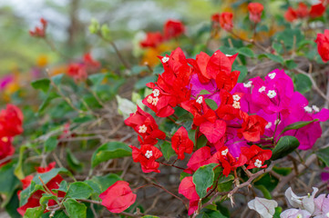 red Bougainvillea with stone background