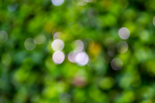 green cicle bokeh abstract background
