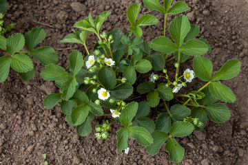 Blooming strawberry seedlings in the garden. Strawberry seedling