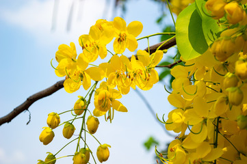 yellow Golden shower ,Cassia fistula flower with blue sky - obrazy, fototapety, plakaty