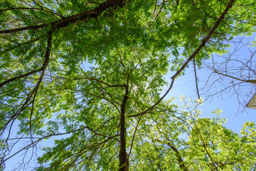 Green leaves  on blue sky background.