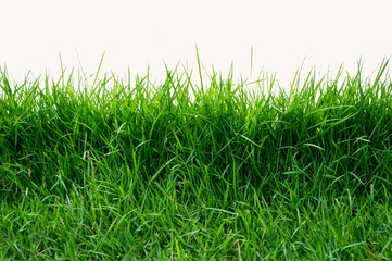 green grass isolated on white background