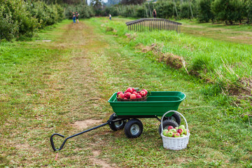 lots of apples in basket in the garden cart country farm.